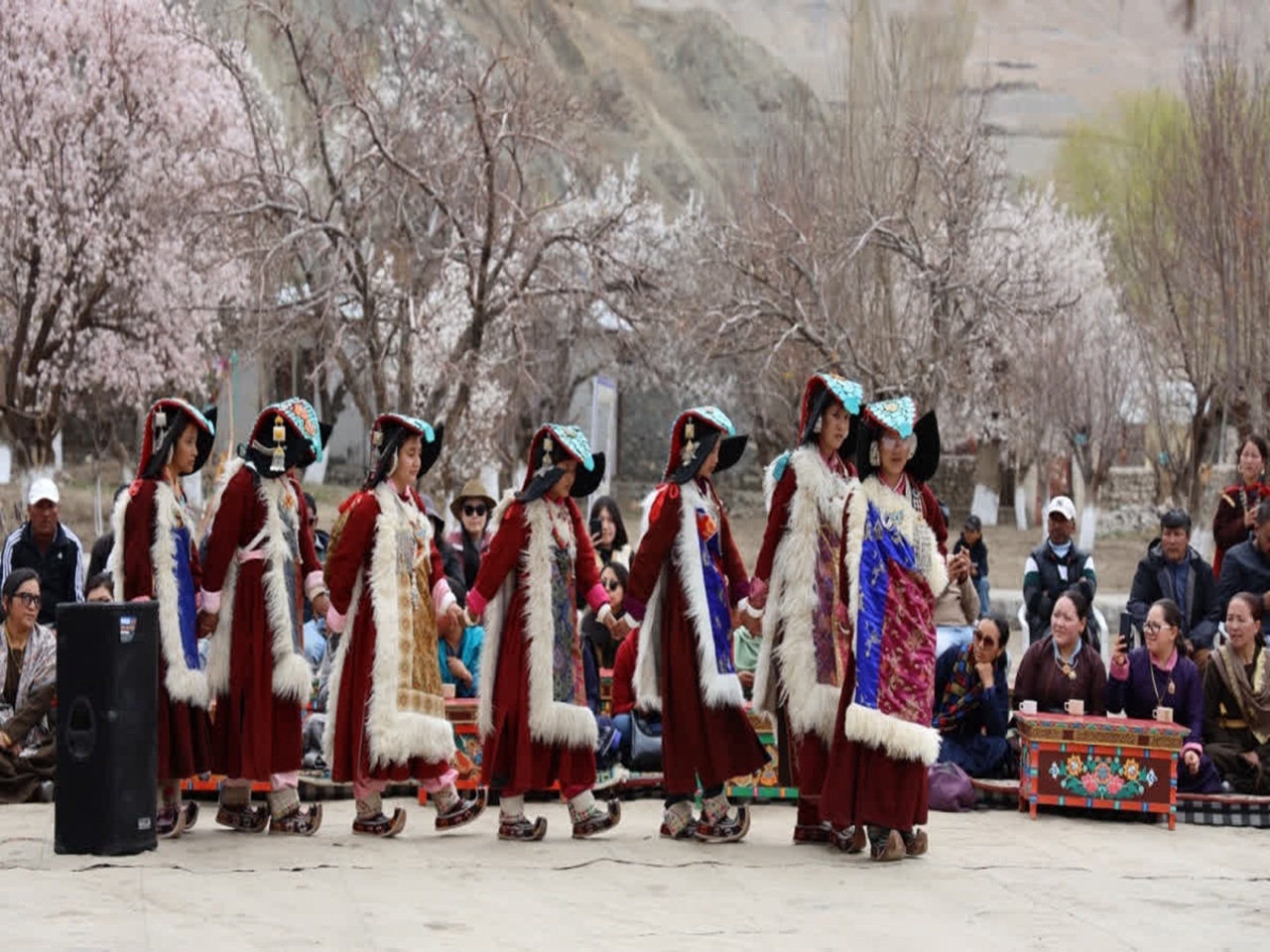 Apricot Blossom Festival